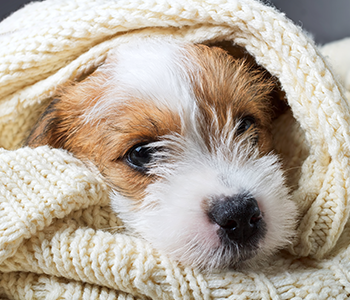 Chien froid